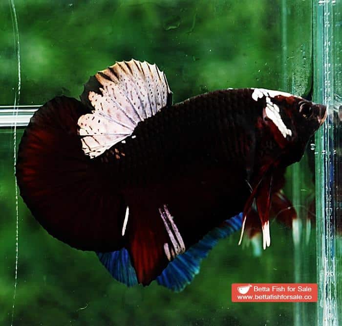 Betta fish HMPK Sparkle Vampire Samurai - Image 3