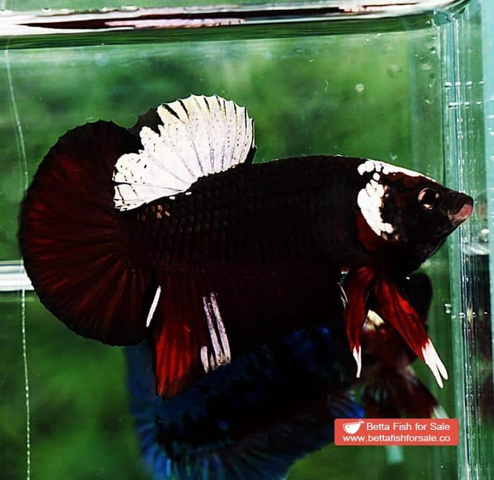 Betta fish HMPK Sparkle Vampire Samurai - Image 6