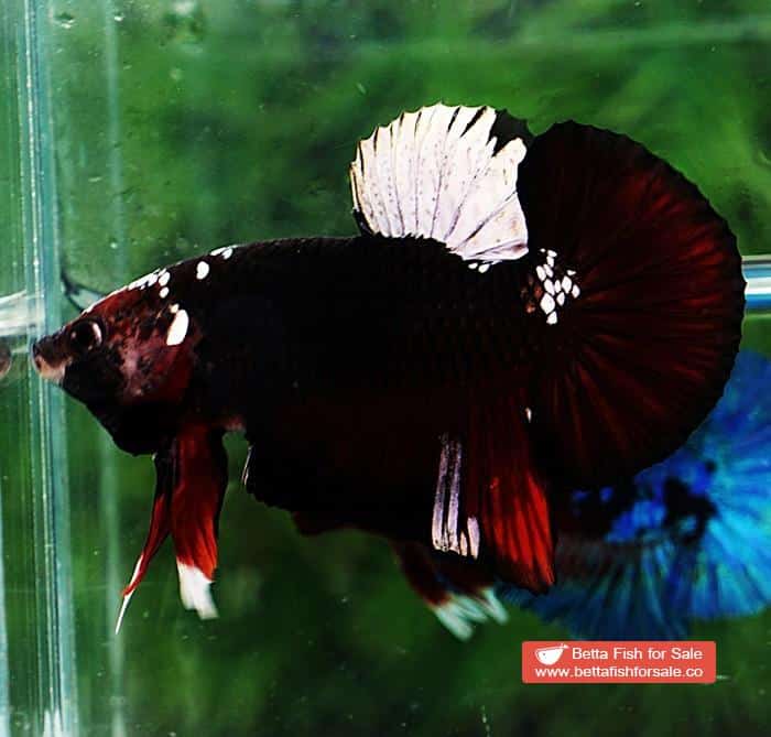 Betta fish HMPK Sparkle Vampire Samurai - Image 2