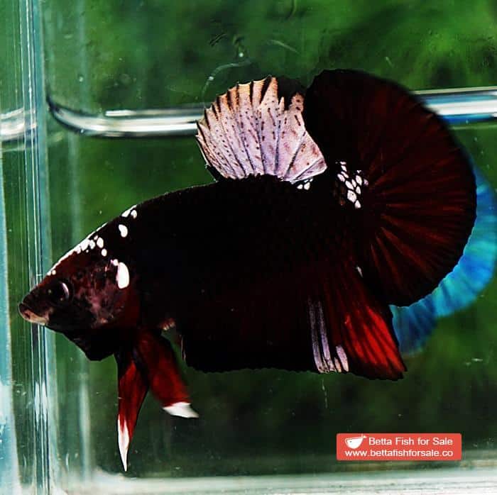Betta fish HMPK Sparkle Vampire Samurai - Image 4
