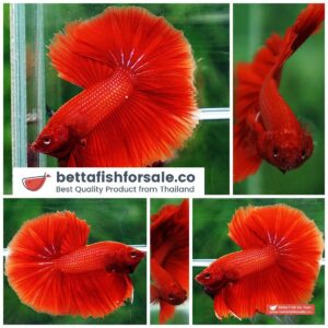 Betta fish OHM Super Red Sky Hawk