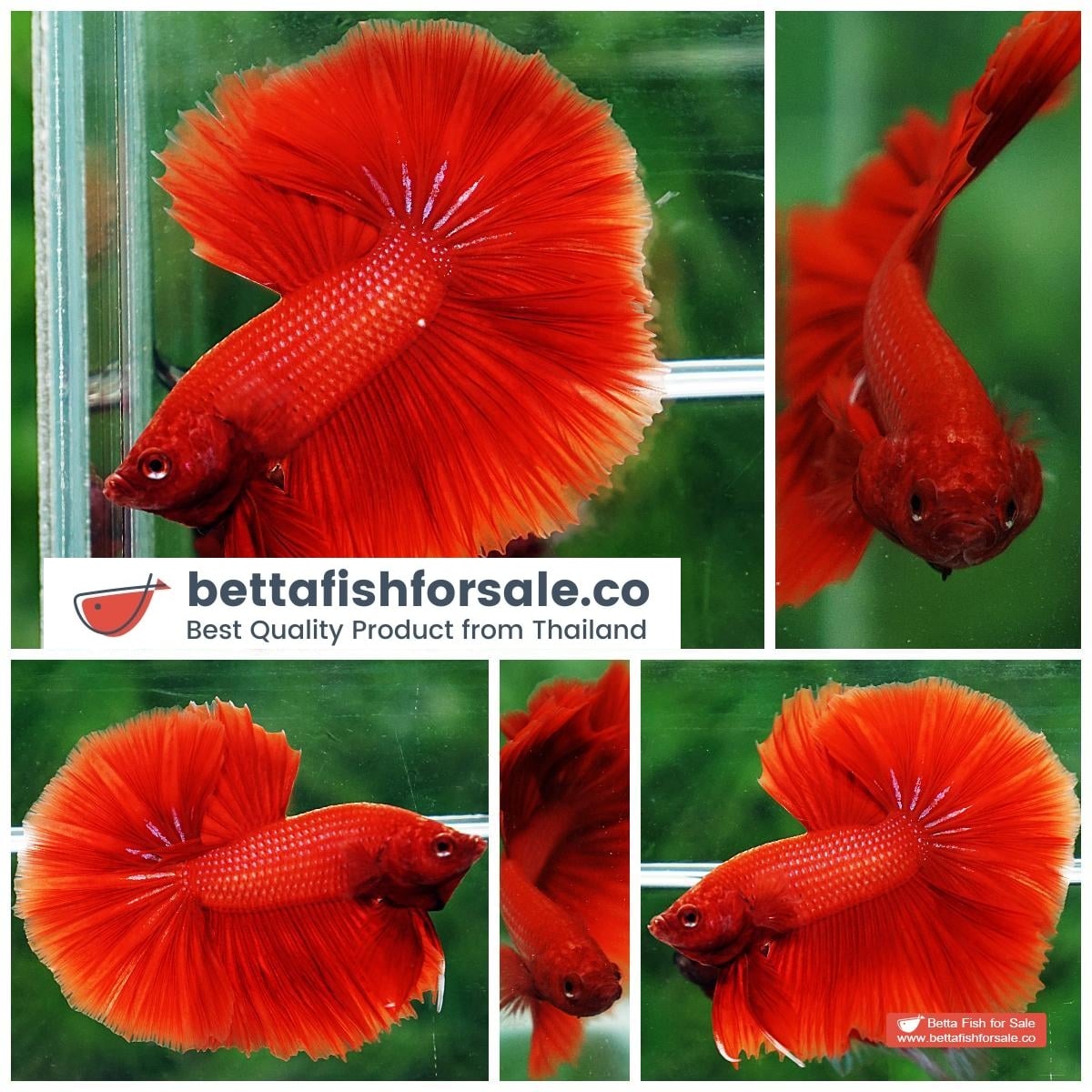 Betta fish OHM Super Red Sky Hawk