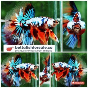 Betta fish OHM Multicolor Emerald Candy Nemo