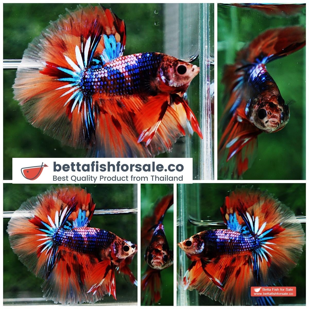 Betta fish OHM Emerald Candy Warrior Sky Hawk
