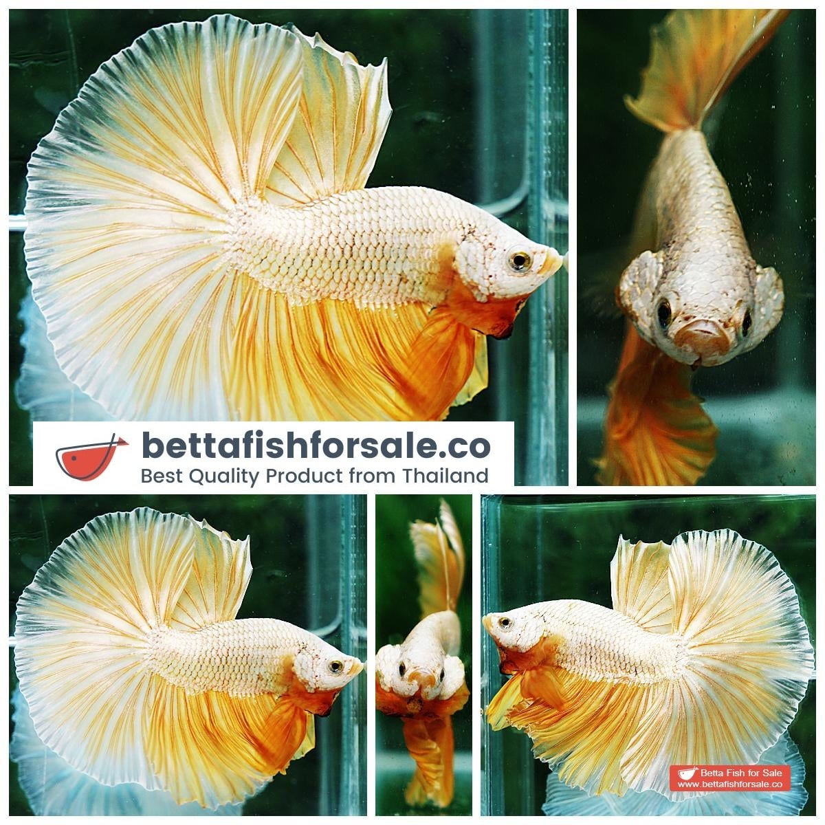 Betta fish OHM Super Gold Dragon