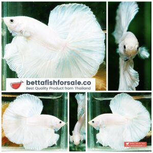 Betta fish OHM Prince of The White