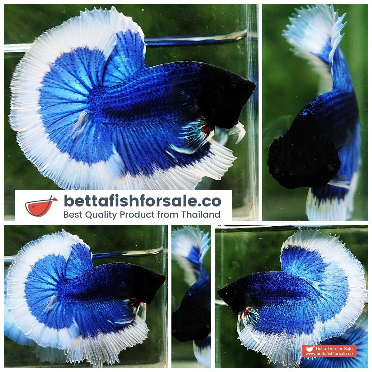 Betta fish OHM Blue Butterfly Black Head
