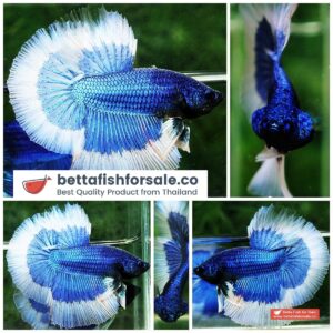 Betta fish HM Royal Blue Butterfly