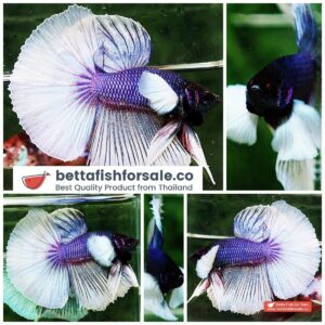 Betta fish HM Purple Bicolor Dumbo
