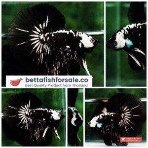 Betta fish HM Premium Black Samurai Star (Rare)