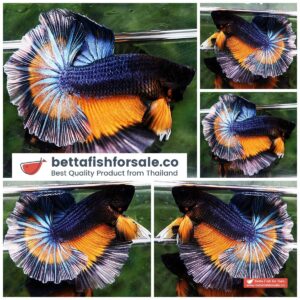 Betta fish OHM Grey Mustard Gas Tricolor