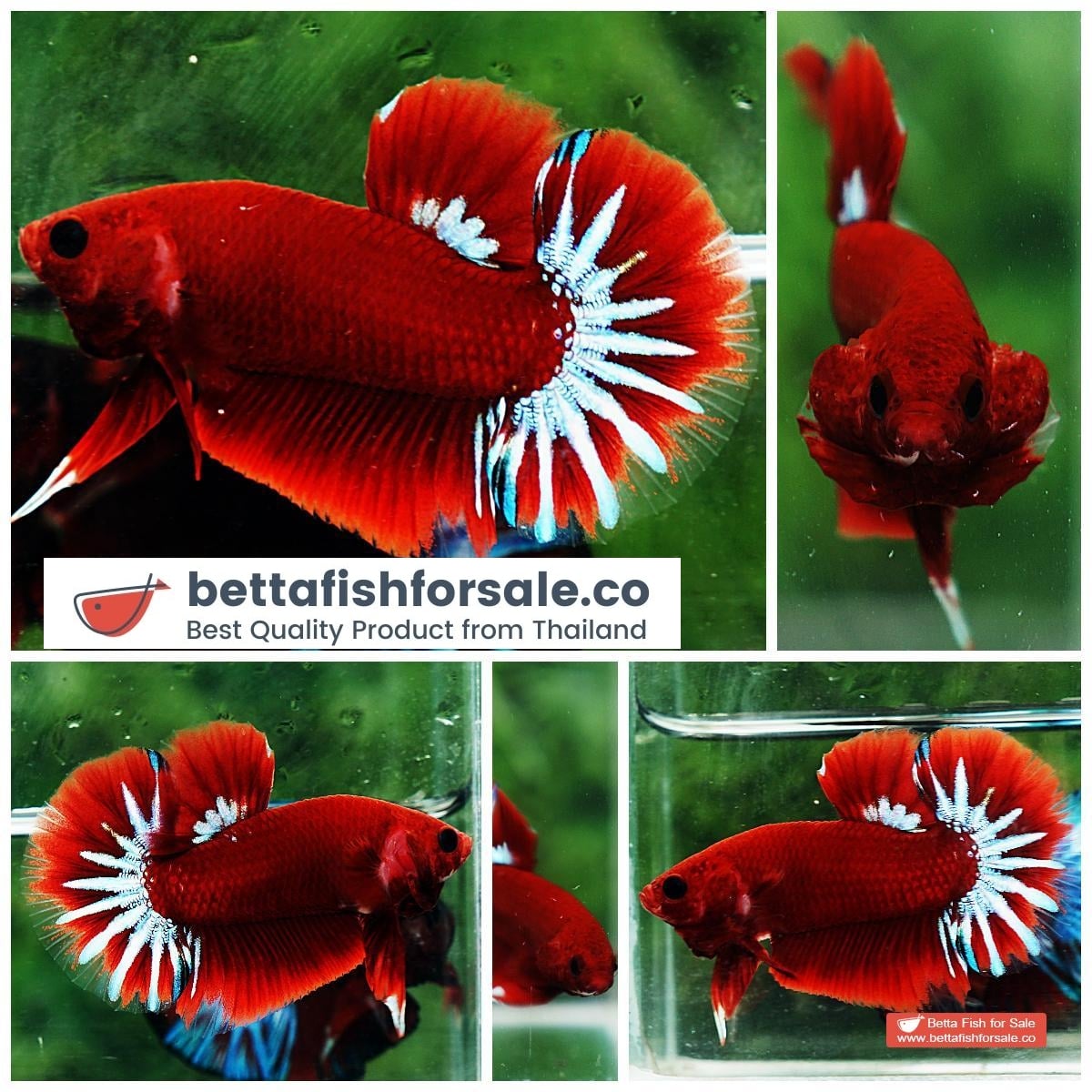Betta fish HMPK Hell Boy Star tail