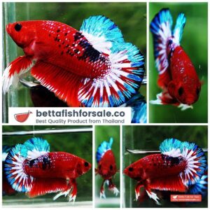 Betta fish HMPK Fancy Hell Boy Star tail
