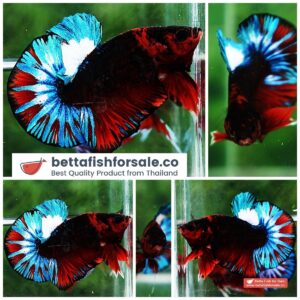 Betta fish OHMPK Fancy Black Hell Boy