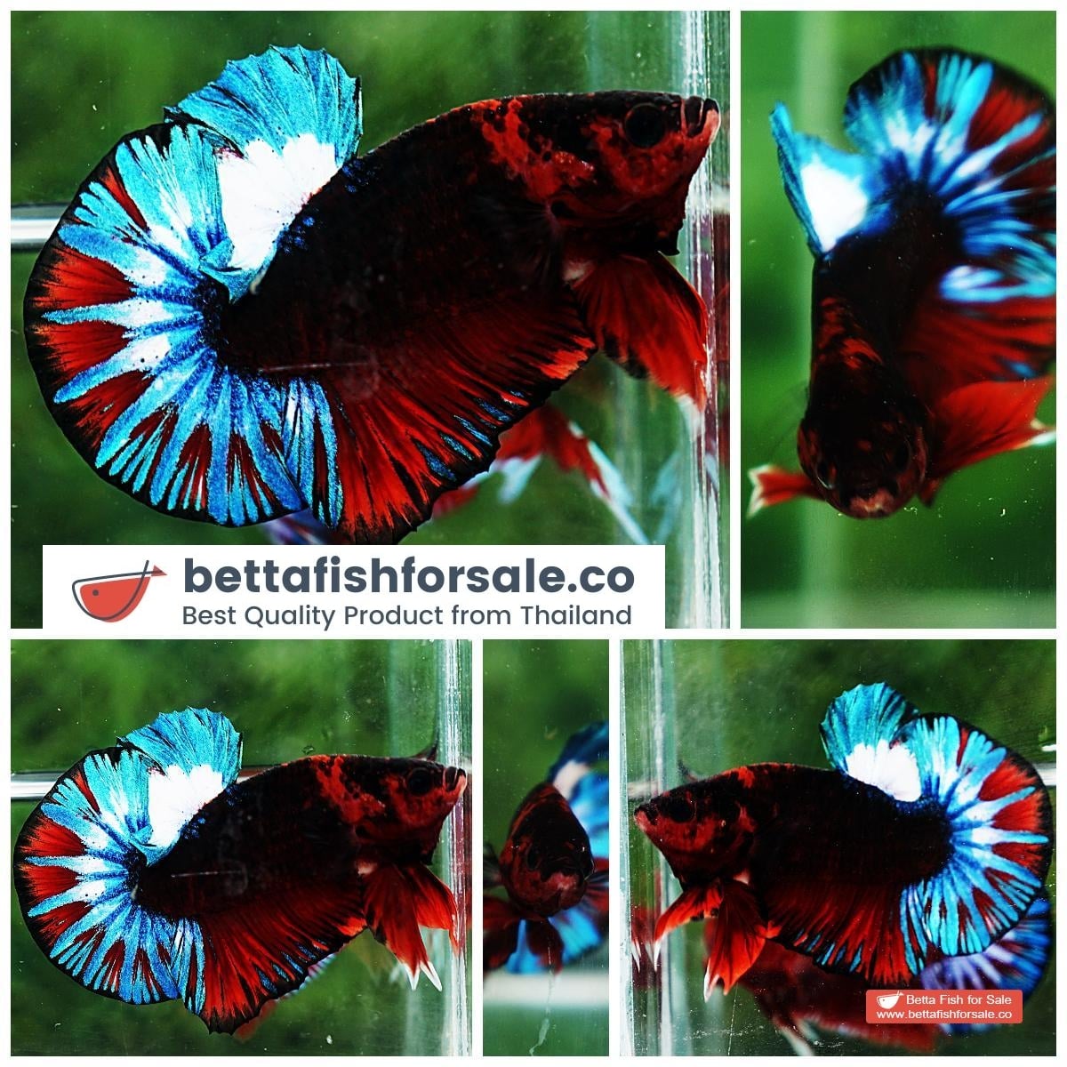 Betta fish OHMPK Fancy Black Hell Boy