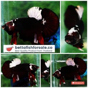 Betta fish HMPK Sparkle Vampire Samurai