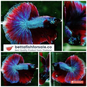 Betta fish OHM Purple Salamander Metallic