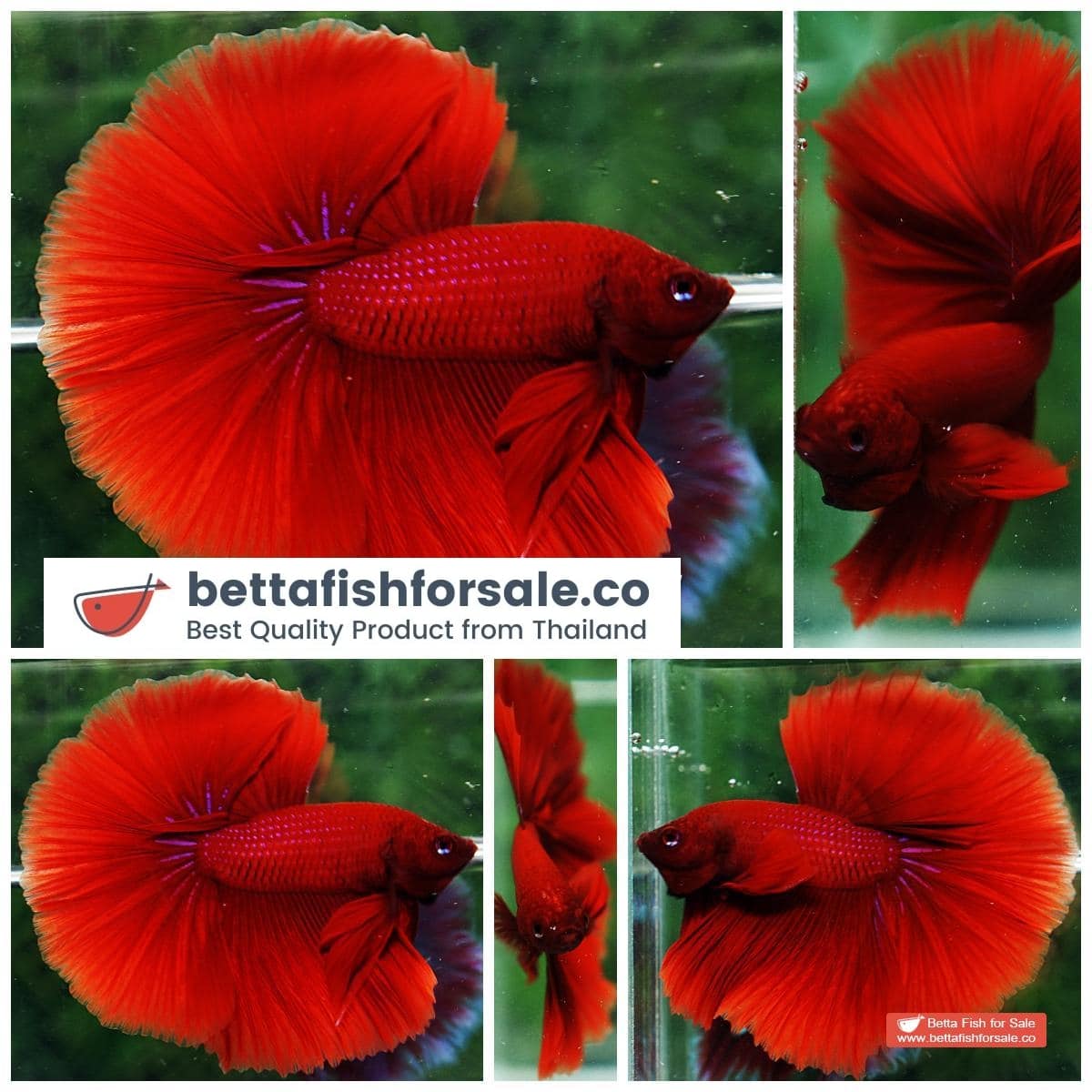 Betta fish OHM Super Big Red Hawk