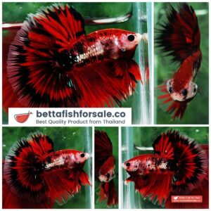 Betta fish OHM Black Ring Vampire