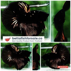 Betta fish OHM Shadow Black Gold Star Series (Rare)