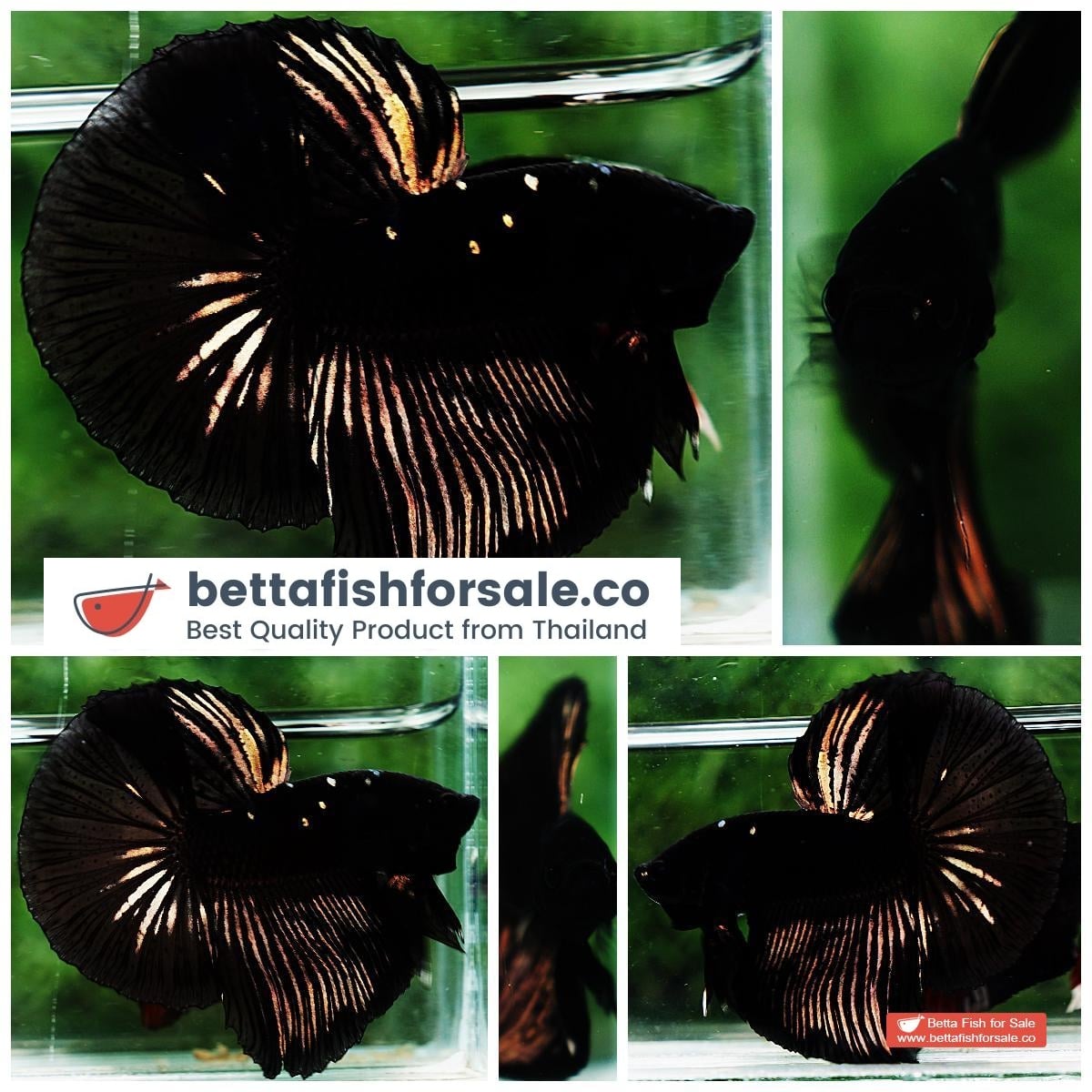 Betta fish OHM Shadow Black Gold Star Series (Rare)