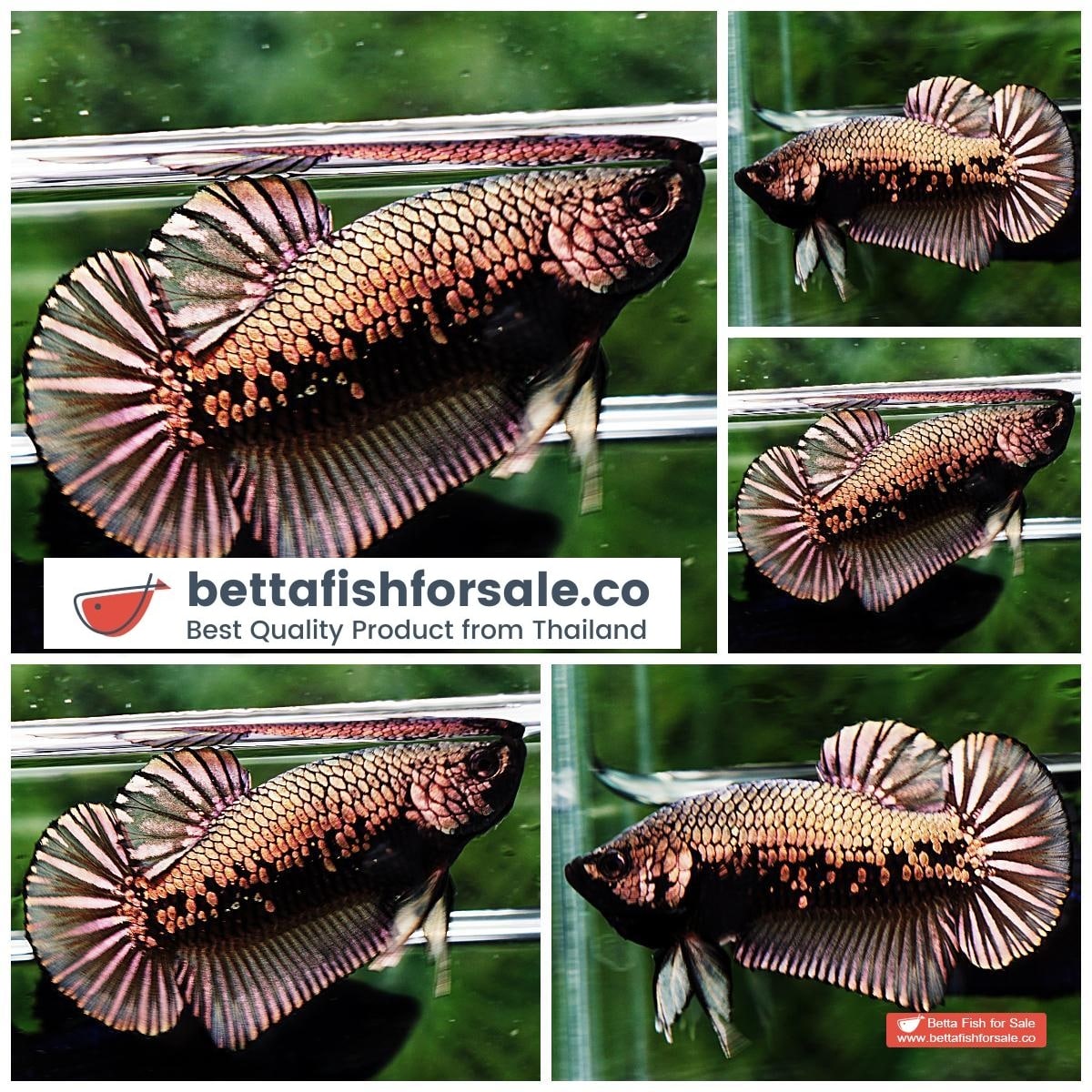 Betta fish Female HMPK Copper Gold Star (Comp Grade)