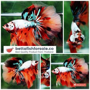Betta fish OHM Big Fancy Candy Dragon