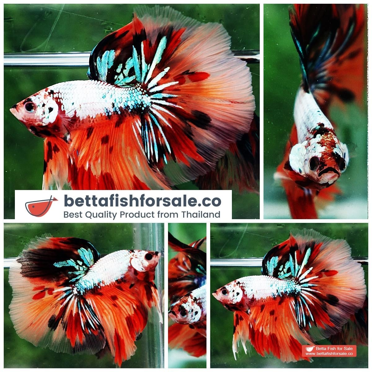 Betta fish OHM Big Fancy Candy Dragon