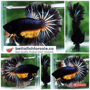 Betta fish OHM Black Pumpkin Black Ring Sky Hawk