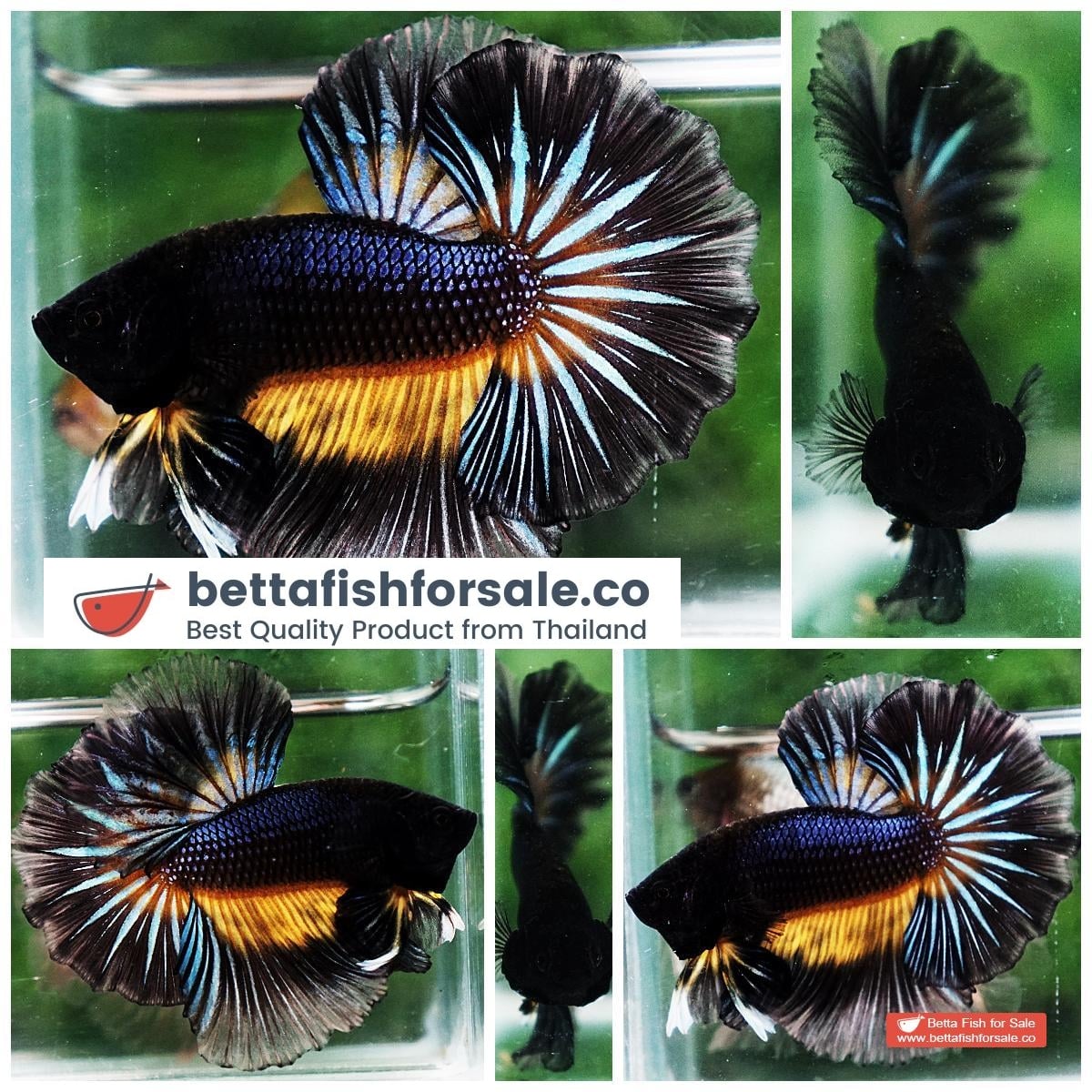 Betta fish OHM Black Pumpkin Black Ring Sky Hawk