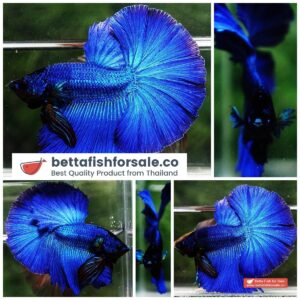 Betta fish OHM Royal Blue Classic Series