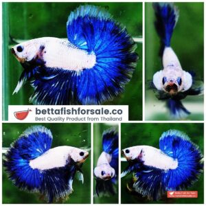 Betta fish OHM Strong Blue Dragon