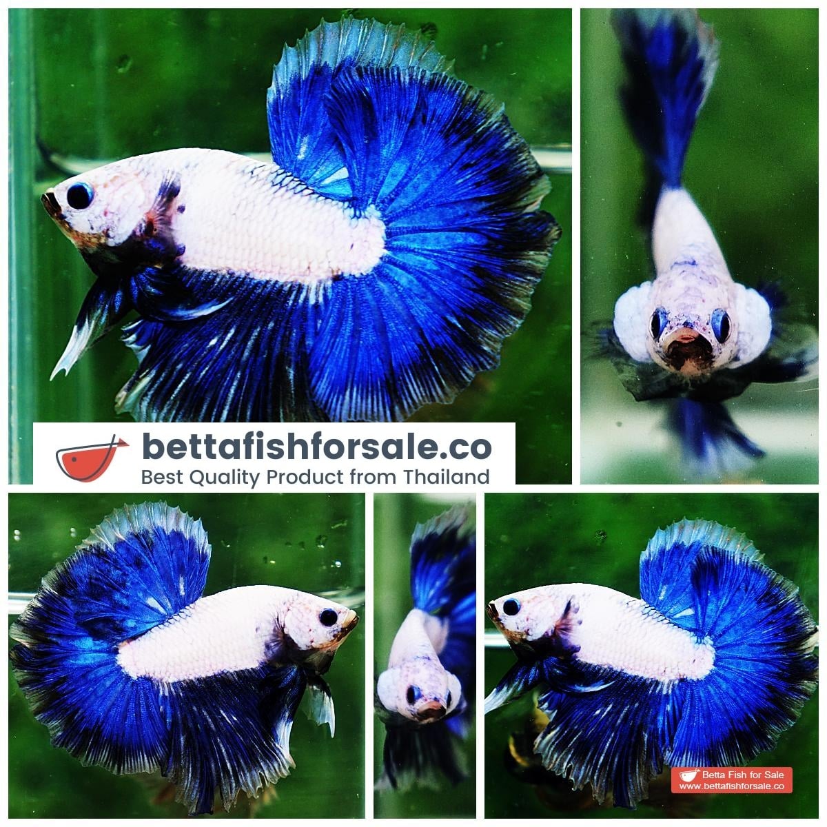 Betta fish OHM Strong Blue Dragon
