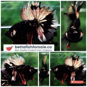 Betta fish Shadow Black Gold Star Series (Rare)