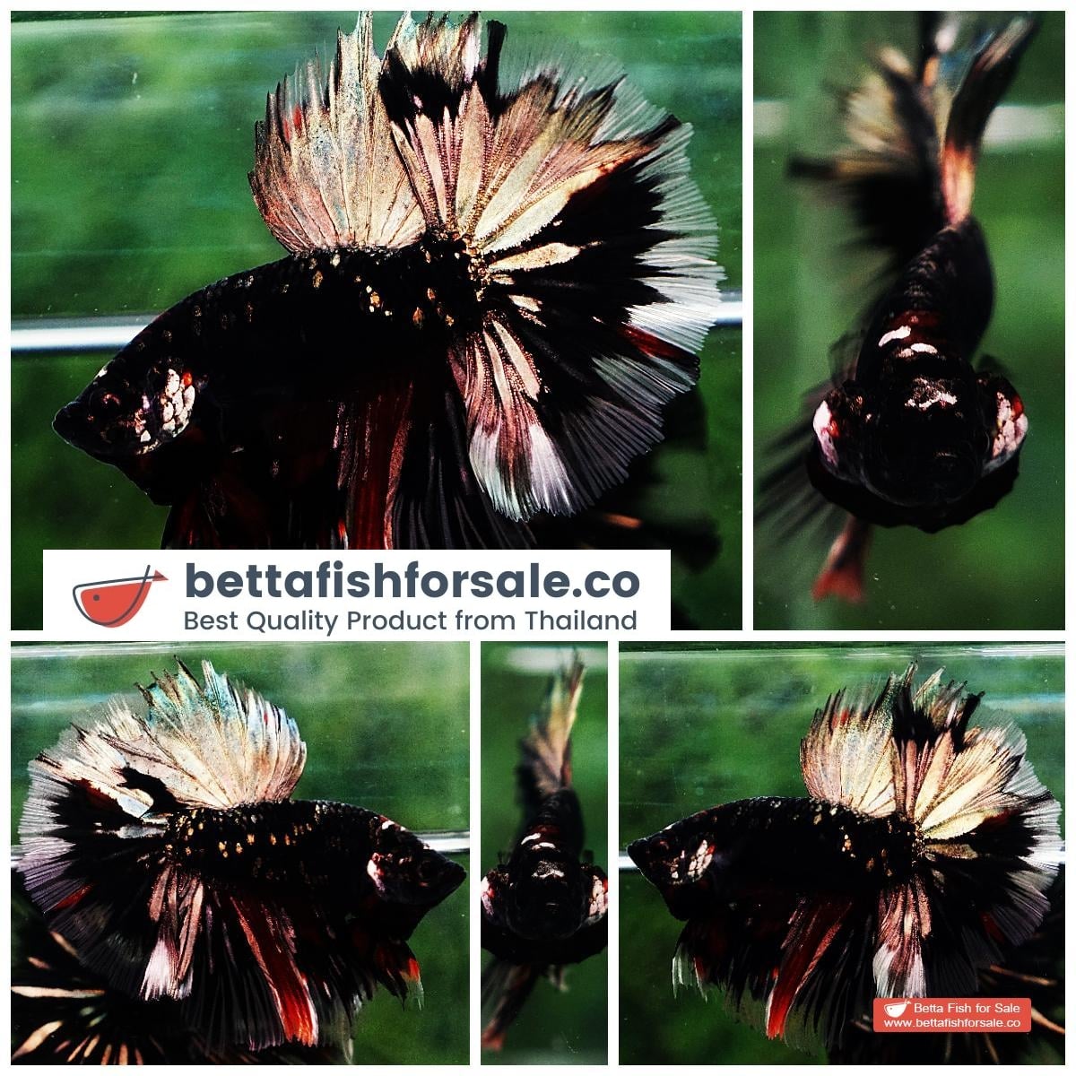 Betta fish Shadow Black Gold Star Series (Rare)