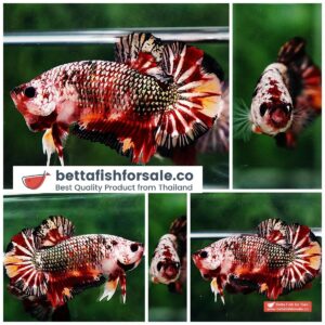 Betta fish HMPK Blaze Burn Copper Series