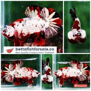 Betta fish HMPK Red Baron Copper