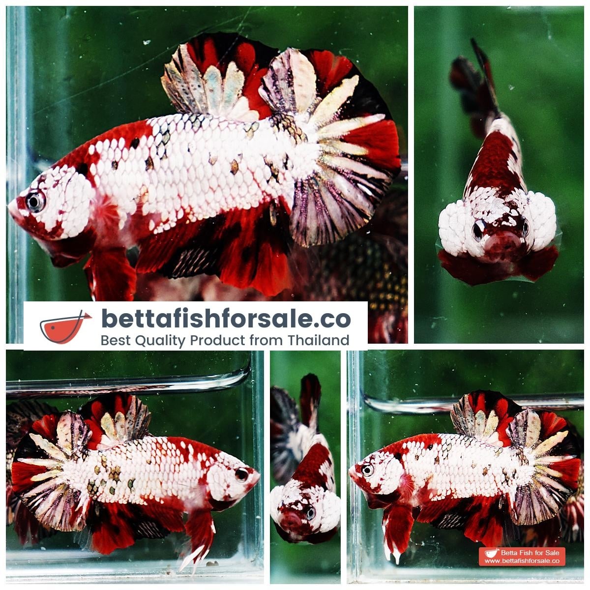 Betta fish HMPK Red Baron Copper