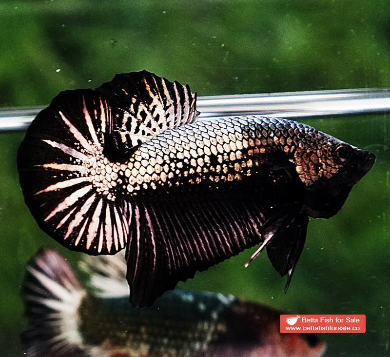 Betta fish HMPK Black Copper Dragon - Image 4