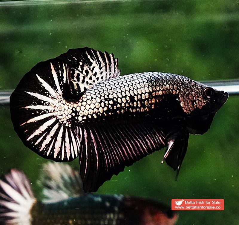Betta fish HMPK Black Copper Dragon - Image 2