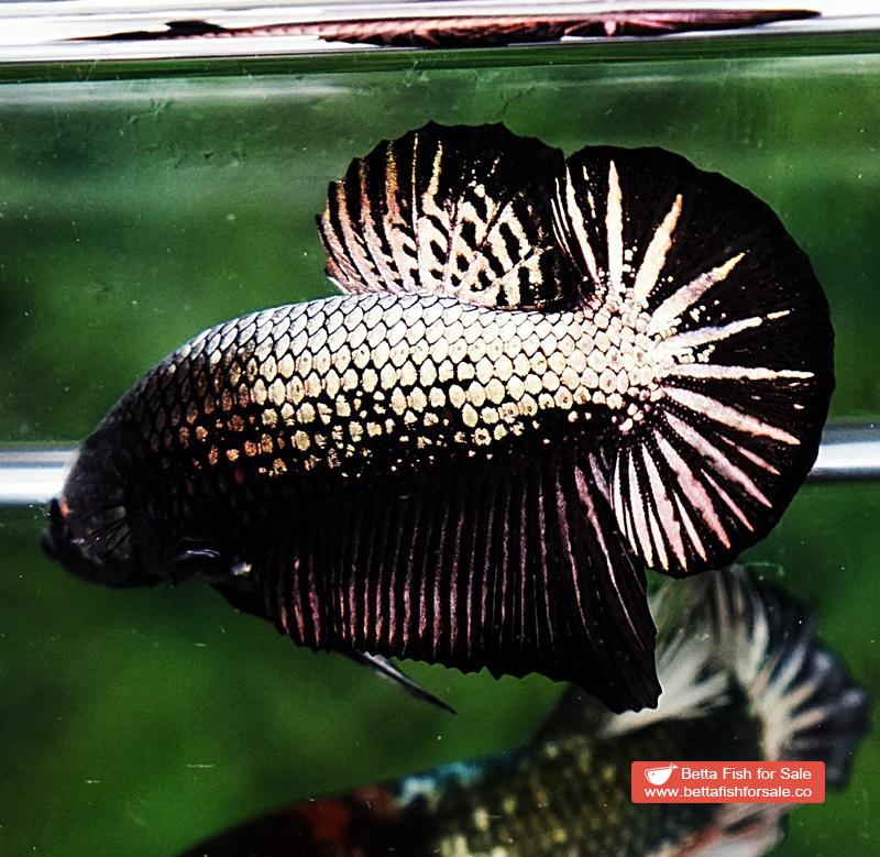 Betta fish HMPK Black Copper Dragon - Image 3