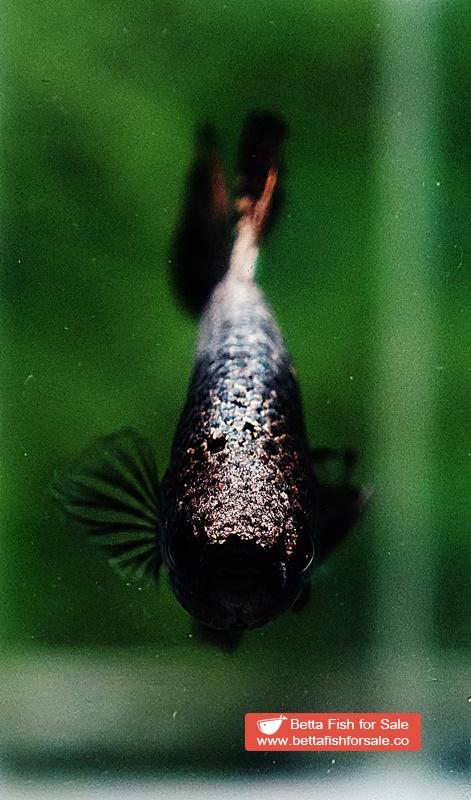 Betta fish HMPK Black Copper Dragon - Image 6