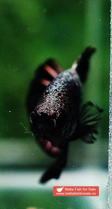 Betta fish HMPK Black Copper Dragon - Image 5