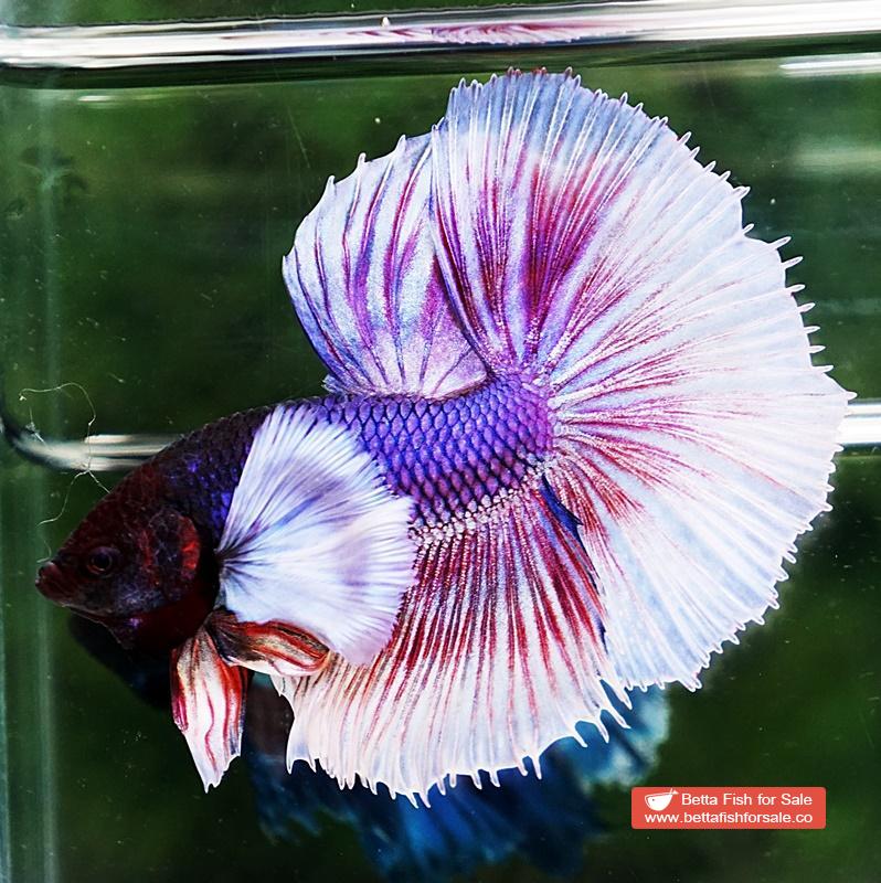 Betta fish HM Purple Lavender Dumbo - Image 2