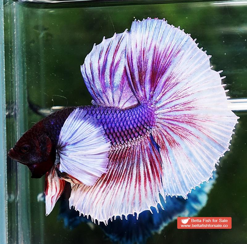 Betta fish HM Purple Lavender Dumbo - Image 4