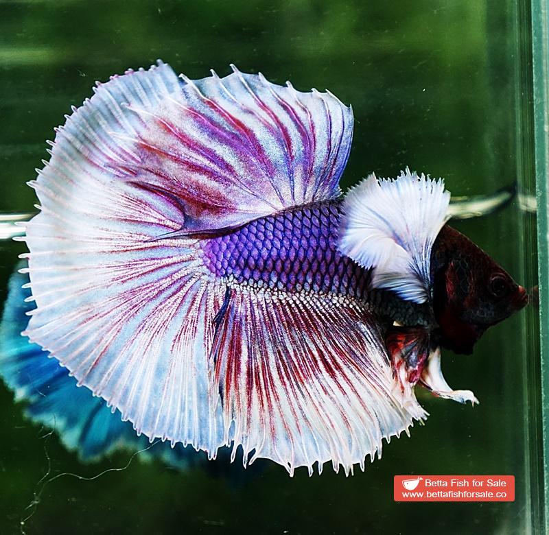 Betta fish HM Purple Lavender Dumbo - Image 5