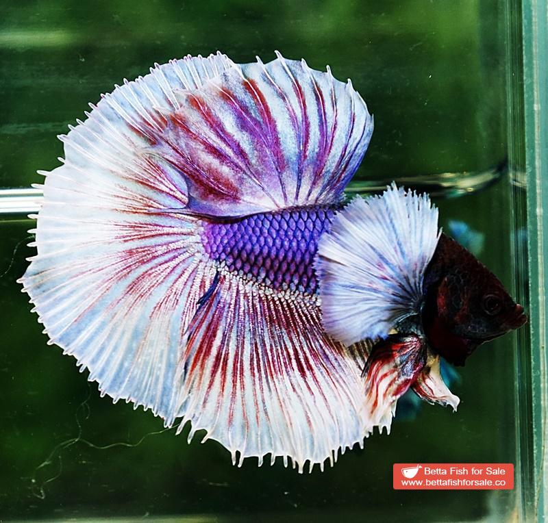 Betta fish HM Purple Lavender Dumbo - Image 3