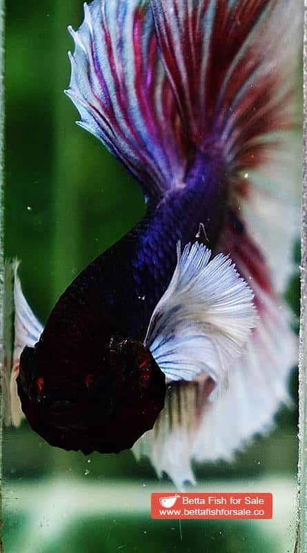 Betta fish HM Purple Lavender Dumbo - Image 7