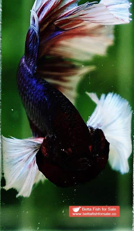 Betta fish HM Purple Lavender Dumbo - Image 6