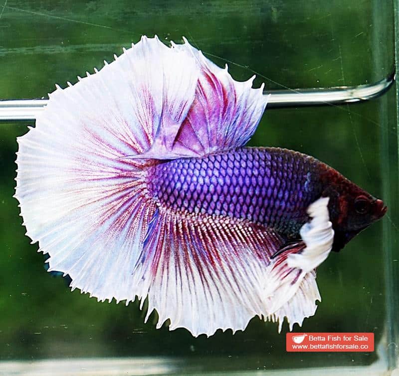 Betta fish OHM Purple Lavender Dumbo - Image 3